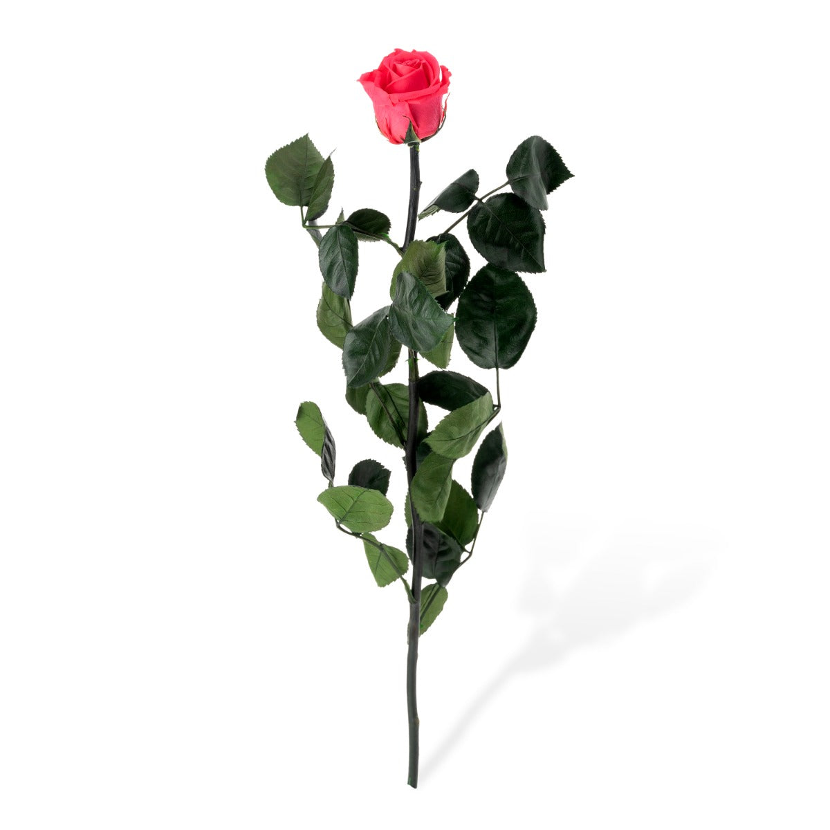 Standard Rosen, lose