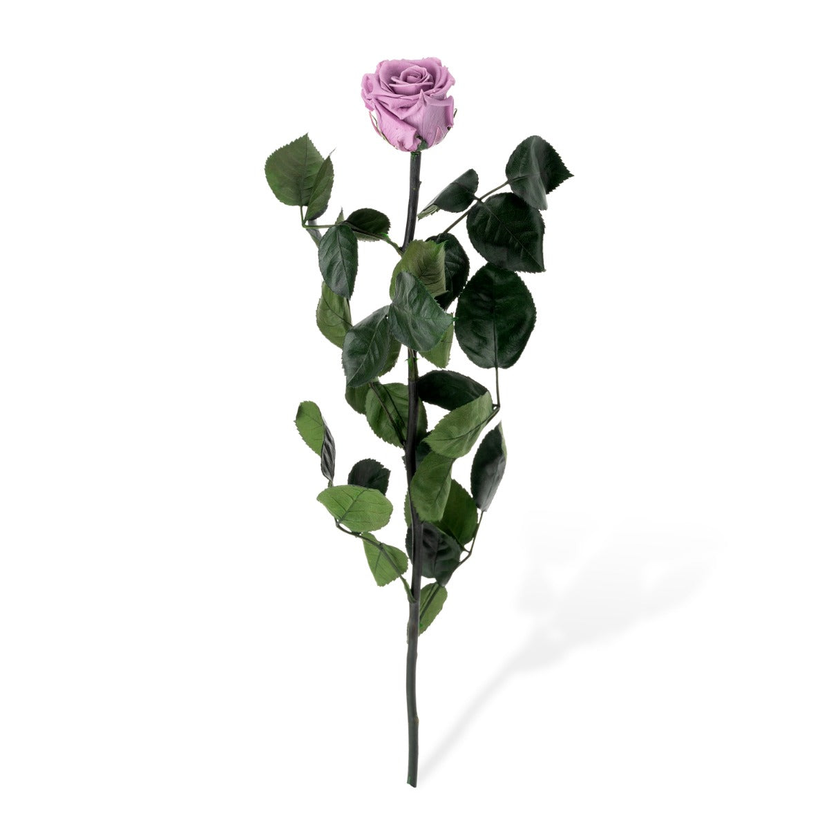 Standard Rosen, lose