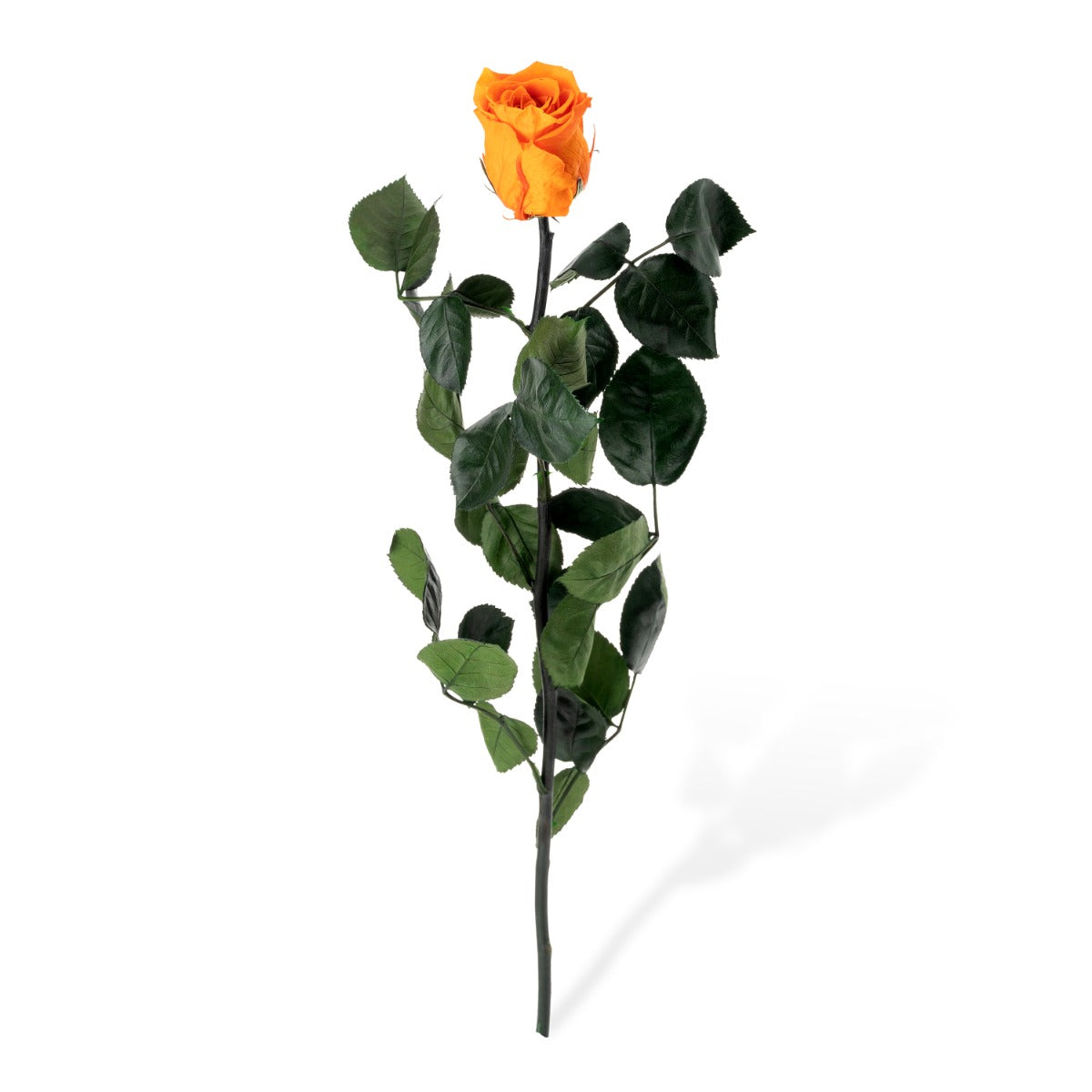Standard Rosen, lose