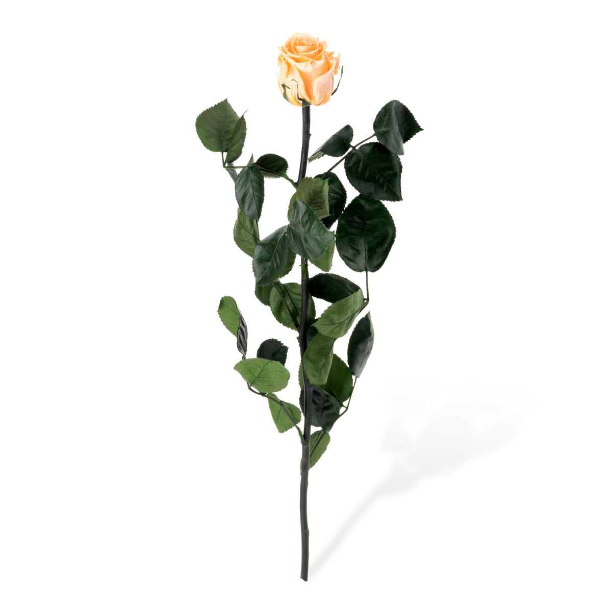 Standard Rosen, lose