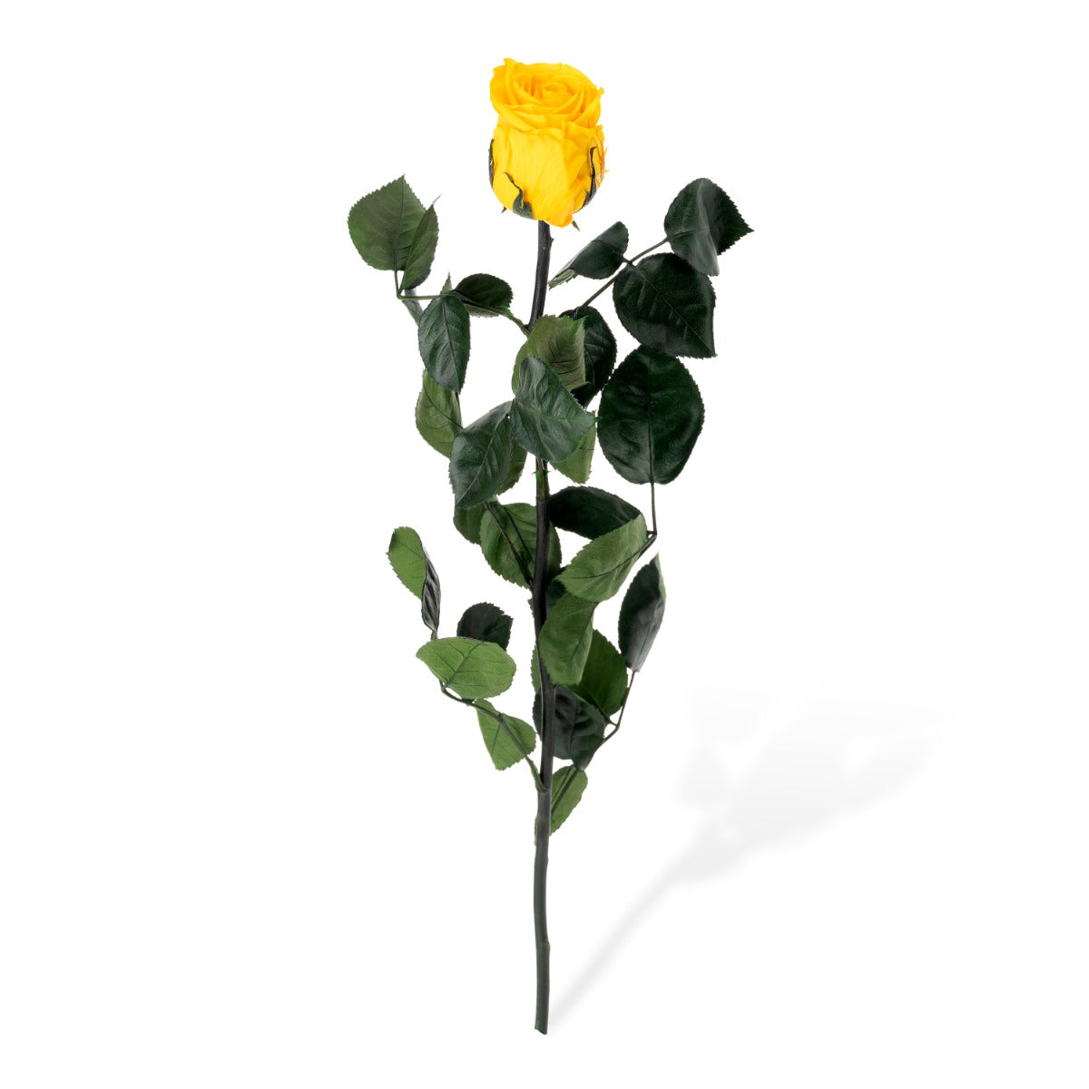 Standard Rosen, lose