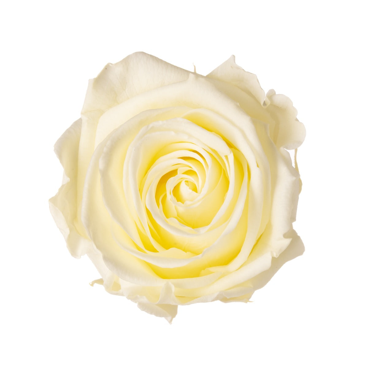 Standard Rosenköpfe