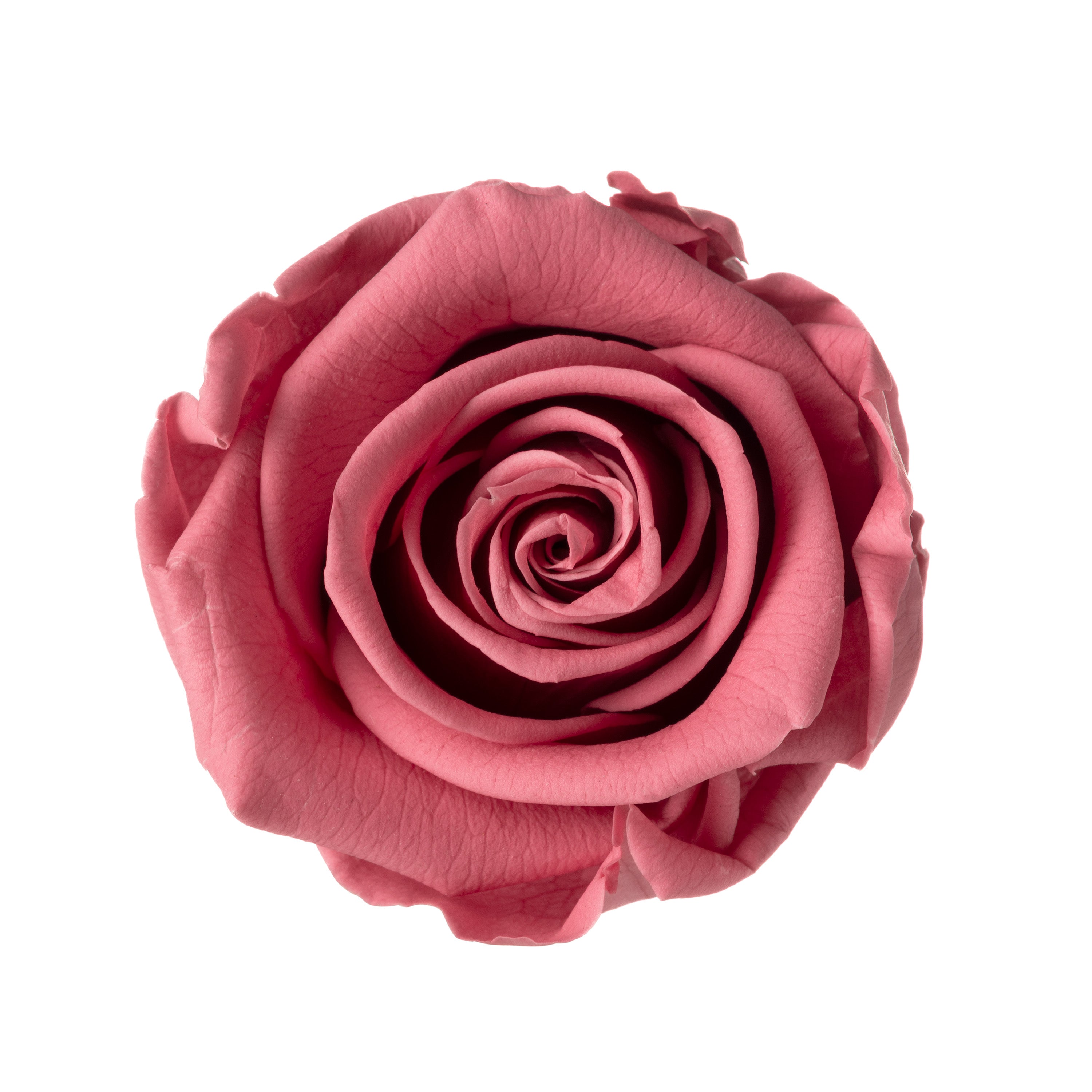Mini-Rosenköpfe