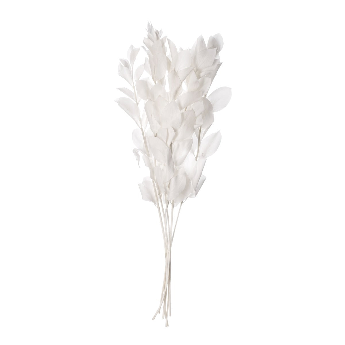 Ruscus
