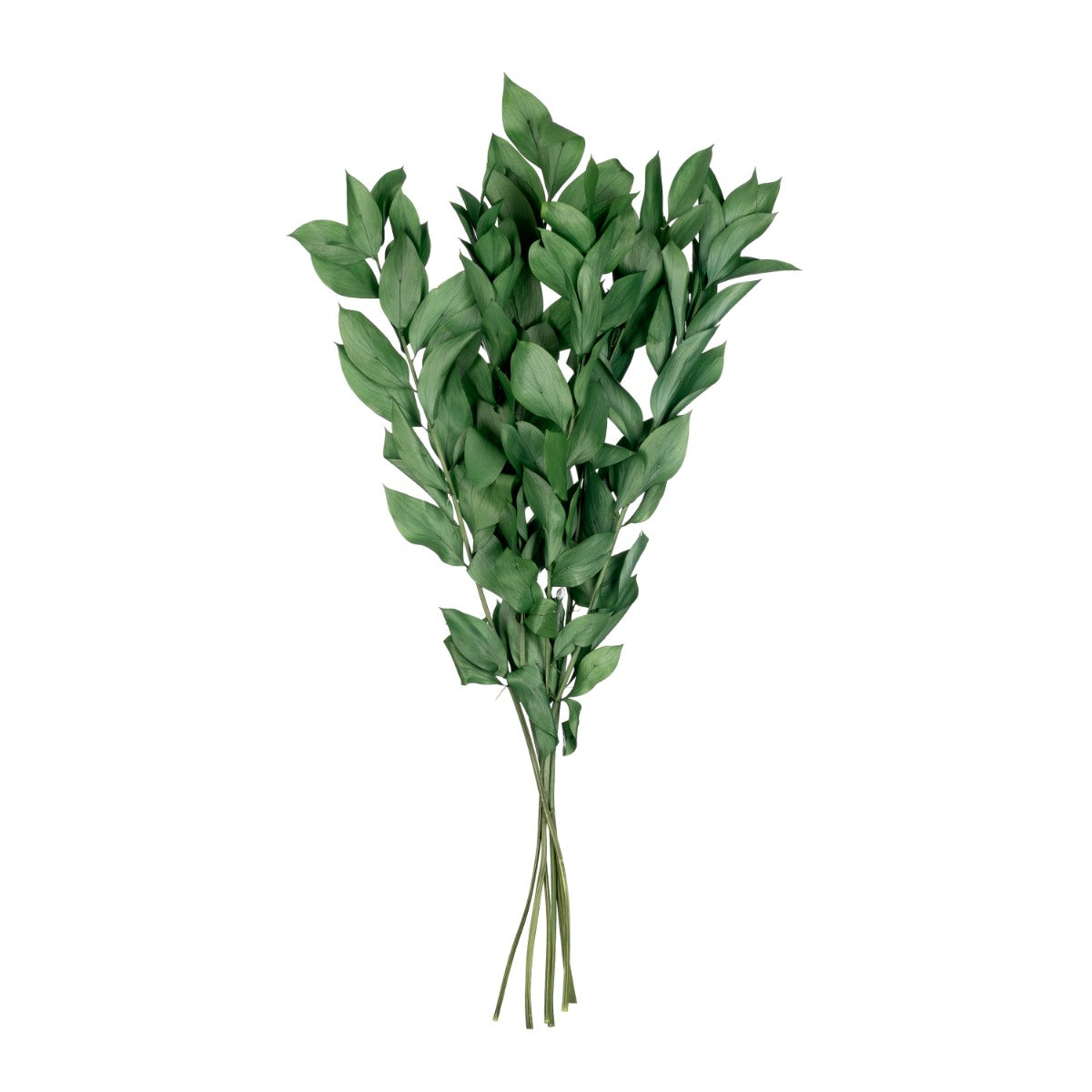 Ruscus