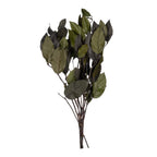 Salal