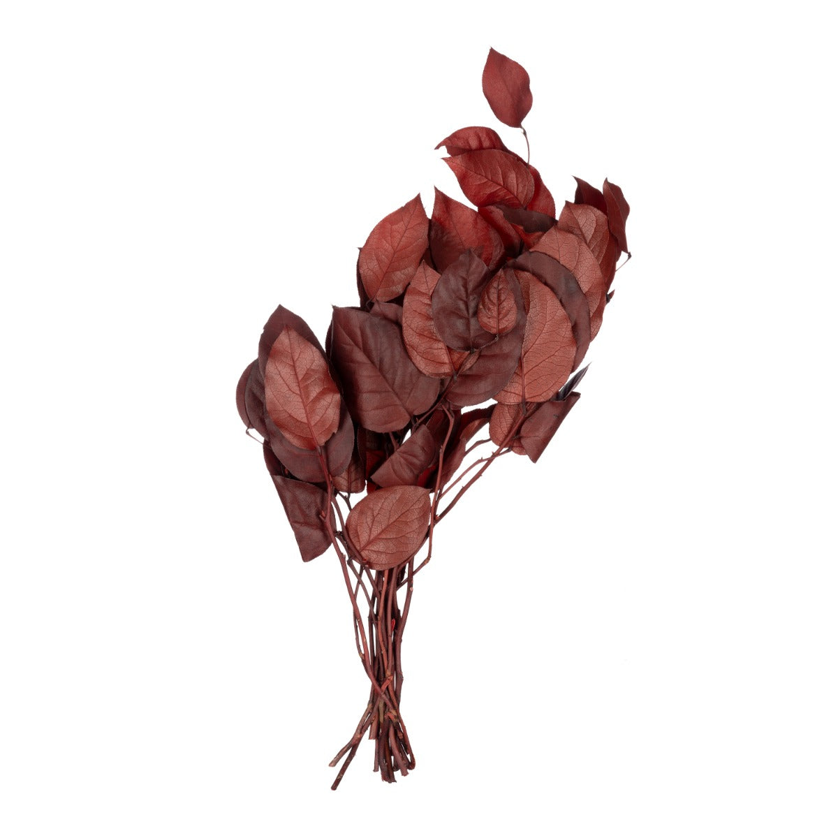 Salal