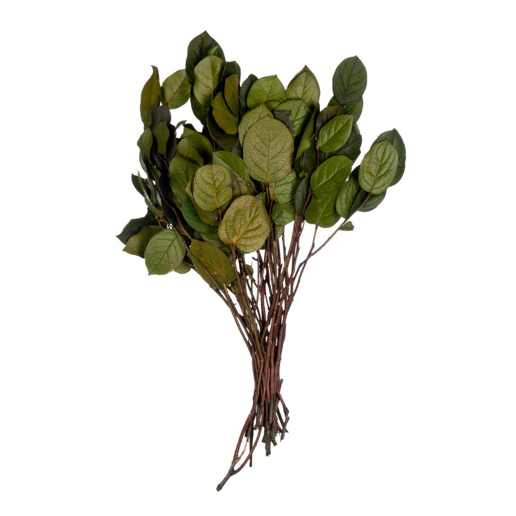 Salal