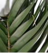 Phoenix Palmblättern 