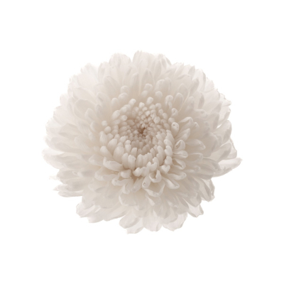 Chrysanthema Focus