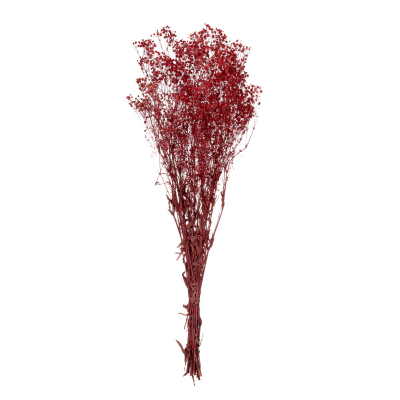 Gypsophila