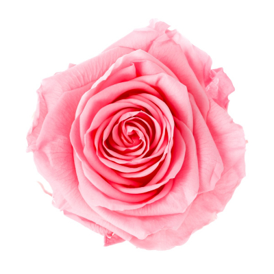 Hlavy růží Premium